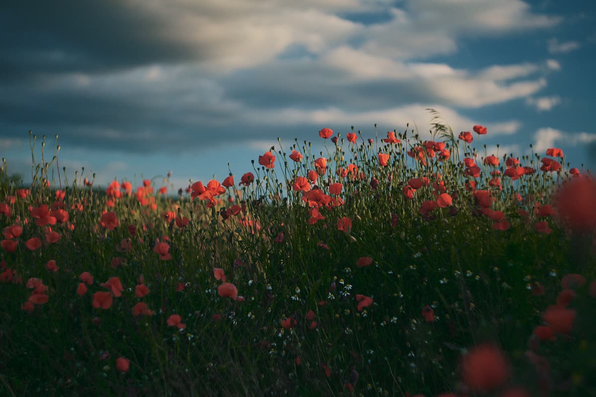 A child walking through a field of red poppies