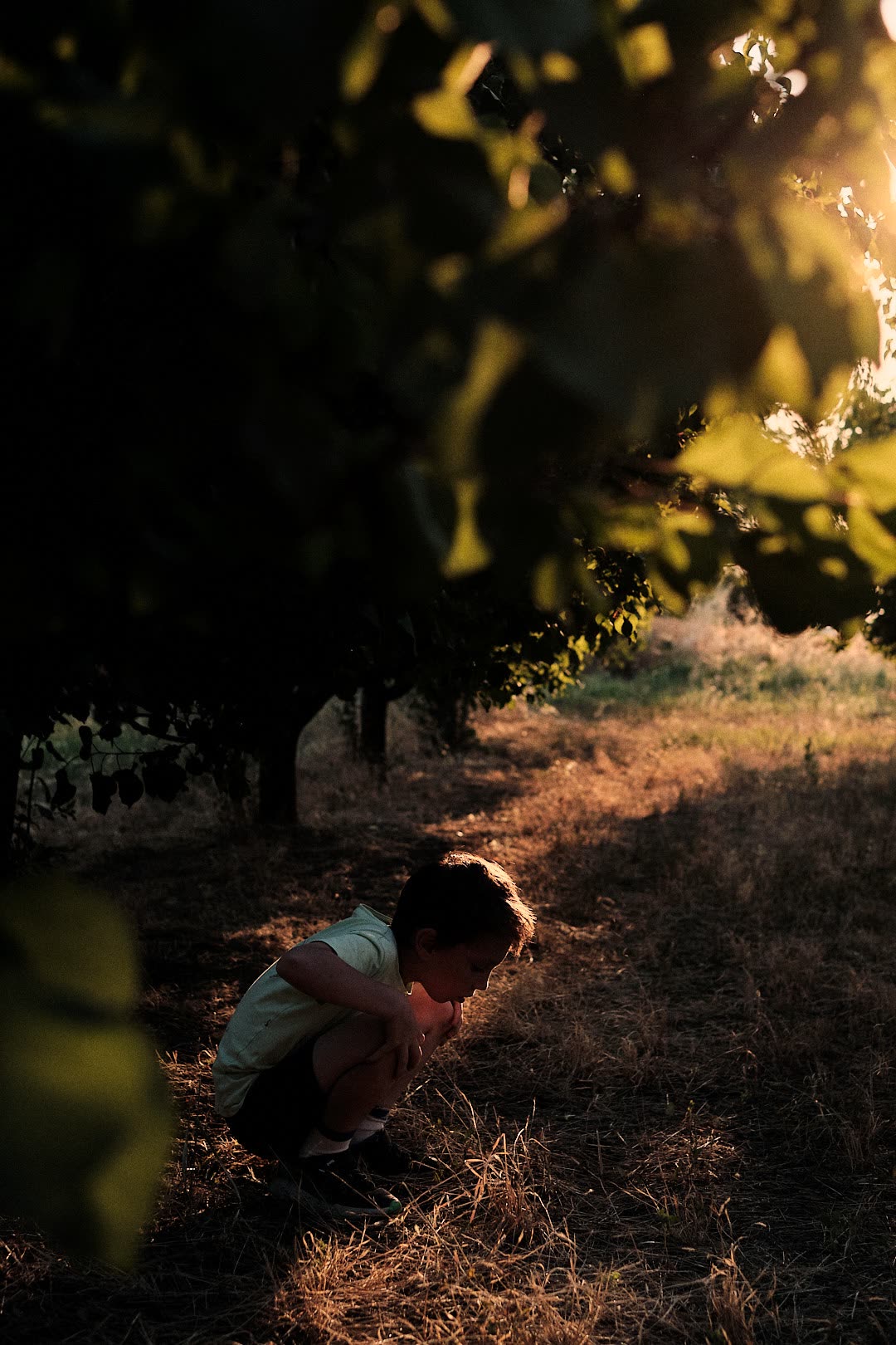 A child crouching beneath orchard trees in warm evening light