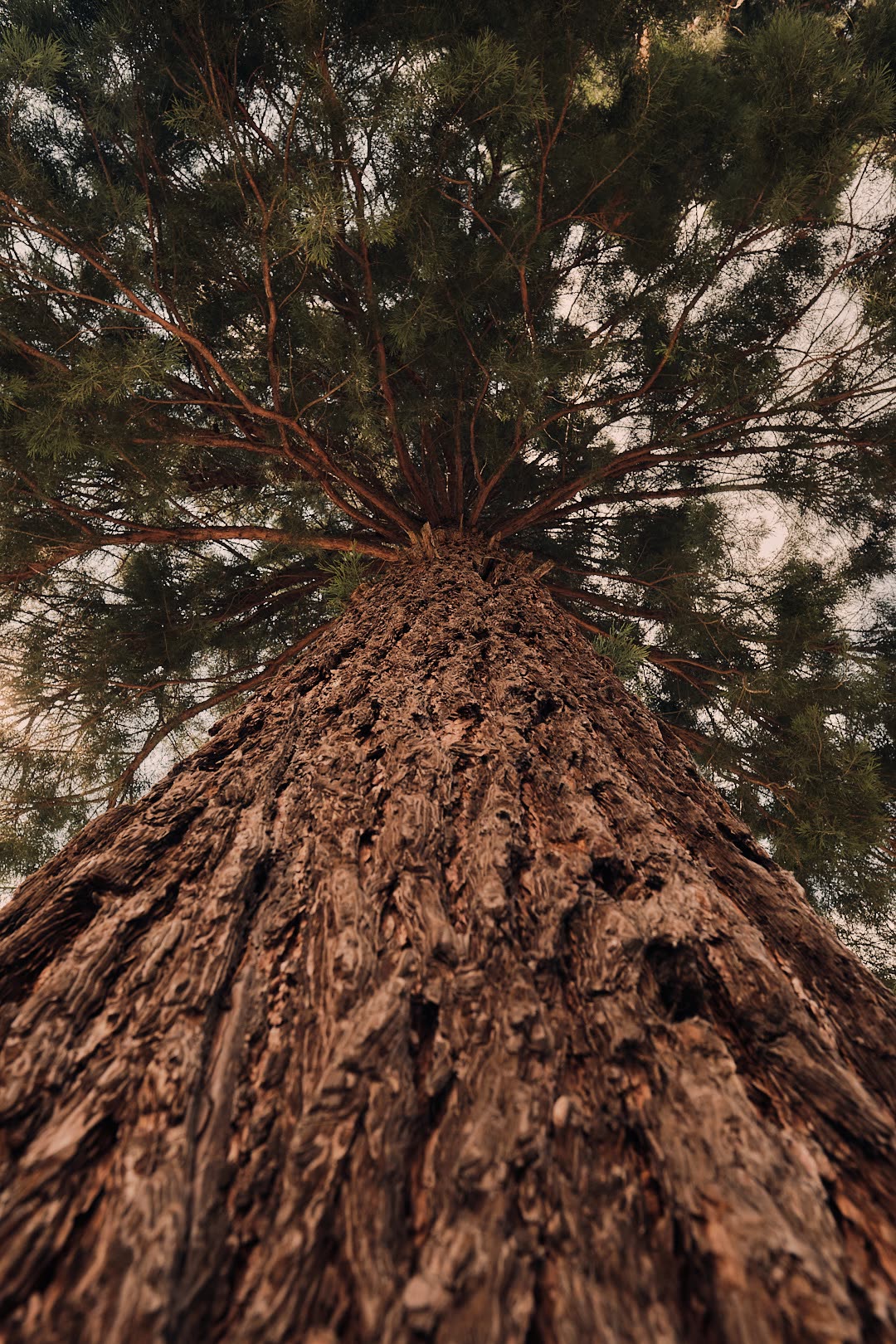 Looking upward along the trunk of a tall tree