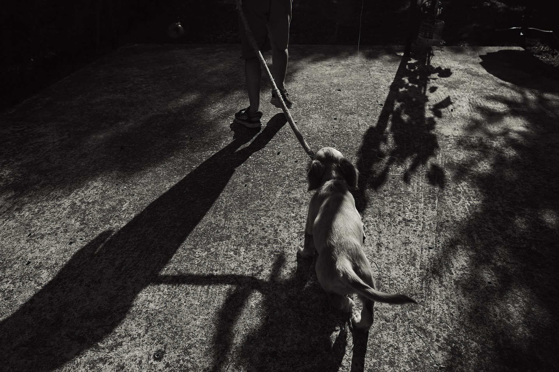 A child and dog crossing long shadows in black and white