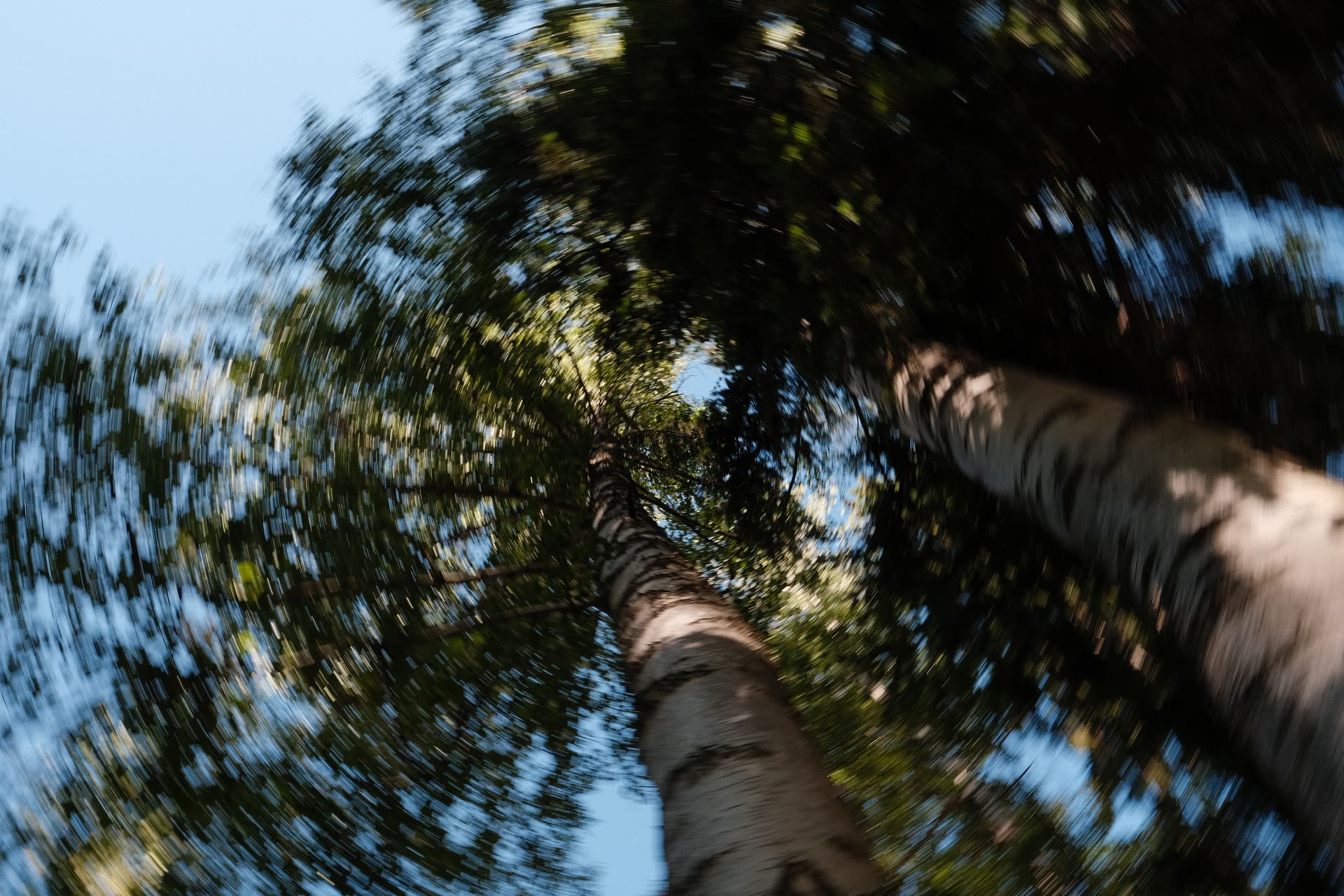 Trees turning into a painterly circle of movement