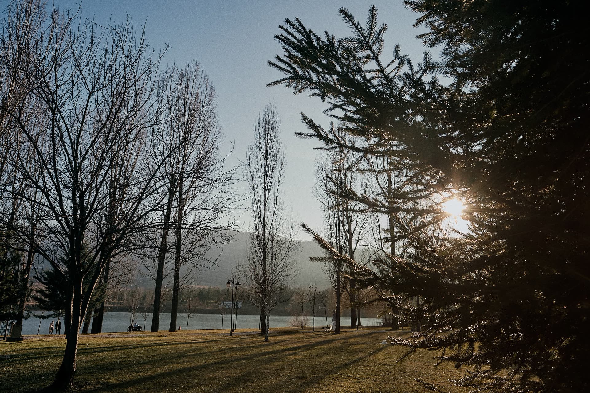 Winter trees beside a lake with sunlight passing through evergreen branches